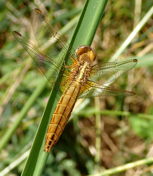 Orthetrum Da id.